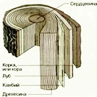 строение древесины